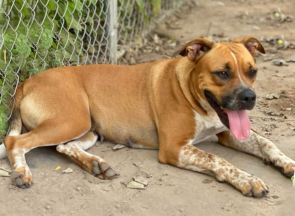 Petunia, an adoptable Boxer, Australian Cattle Dog / Blue Heeler in Mission, TX, 78574 | Photo Image 4