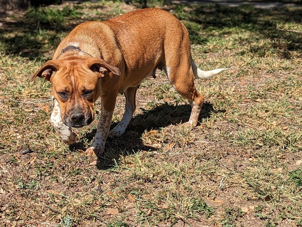 Petunia, an adoptable Boxer, Australian Cattle Dog / Blue Heeler in Mission, TX, 78574 | Photo Image 5