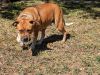 Petunia photo 5