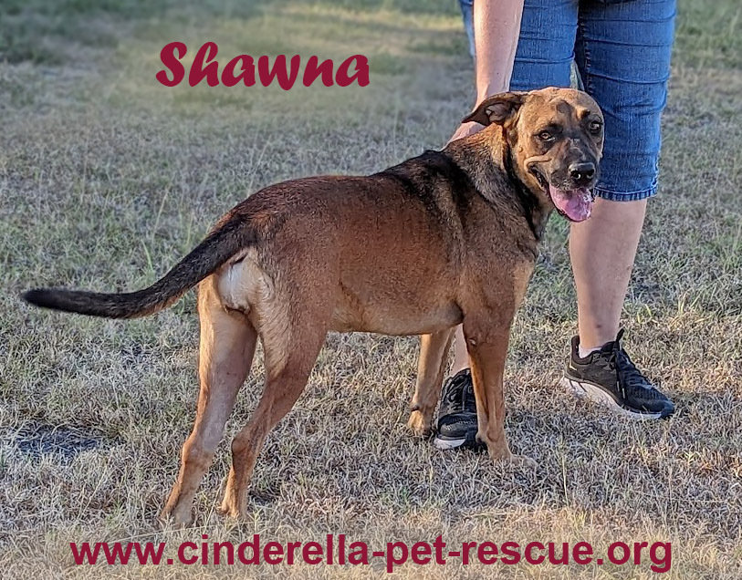 Shawna, an adoptable Shepherd in Mission, TX, 78574 | Photo Image 1