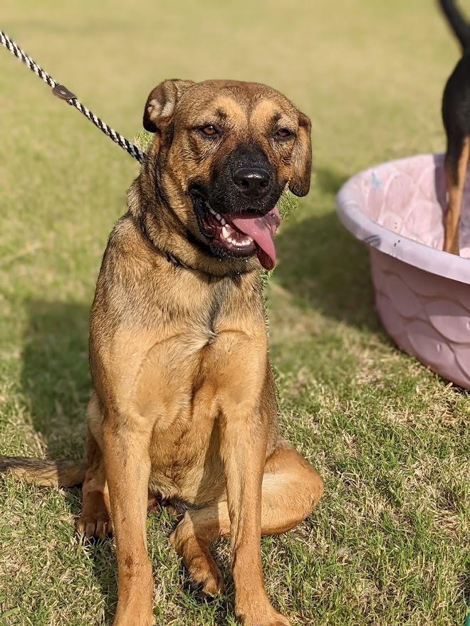 Shawna, an adoptable Shepherd in Mission, TX, 78574 | Photo Image 2