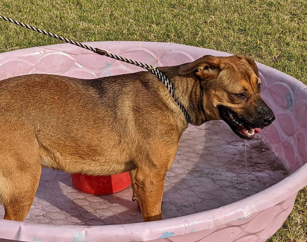 Shawna, an adoptable Shepherd in Mission, TX, 78574 | Photo Image 4