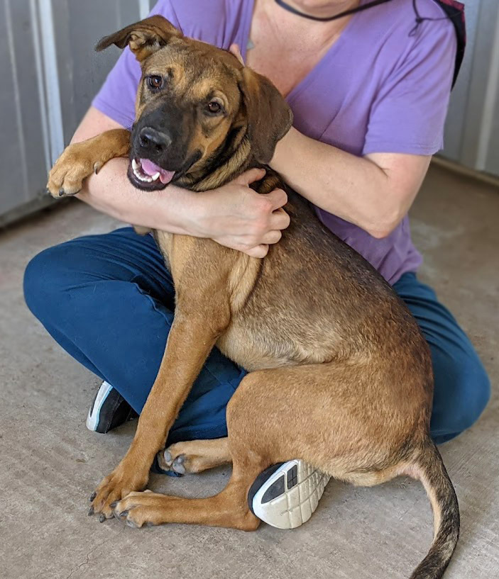 Shawna, an adoptable Shepherd in Mission, TX, 78574 | Photo Image 5