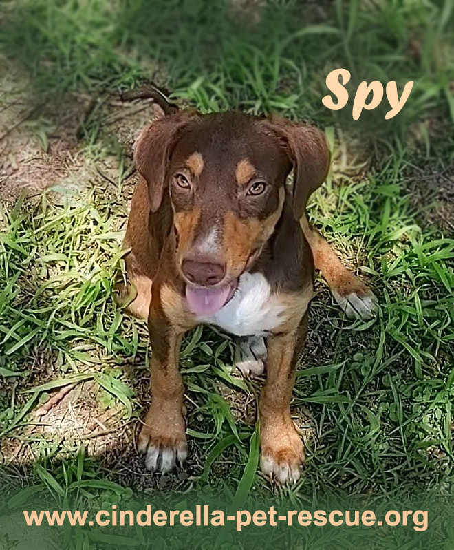 Spy, an adoptable Beagle, Labrador Retriever in Mission, TX, 78574 | Photo Image 1