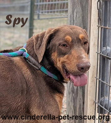 Spy, an adoptable Beagle, Labrador Retriever in Mission, TX, 78574 | Photo Image 1
