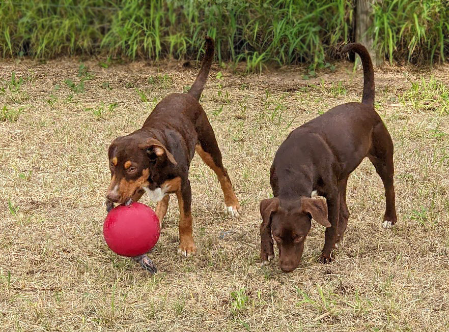 Spy, an adoptable Beagle, Labrador Retriever in Mission, TX, 78574 | Photo Image 2