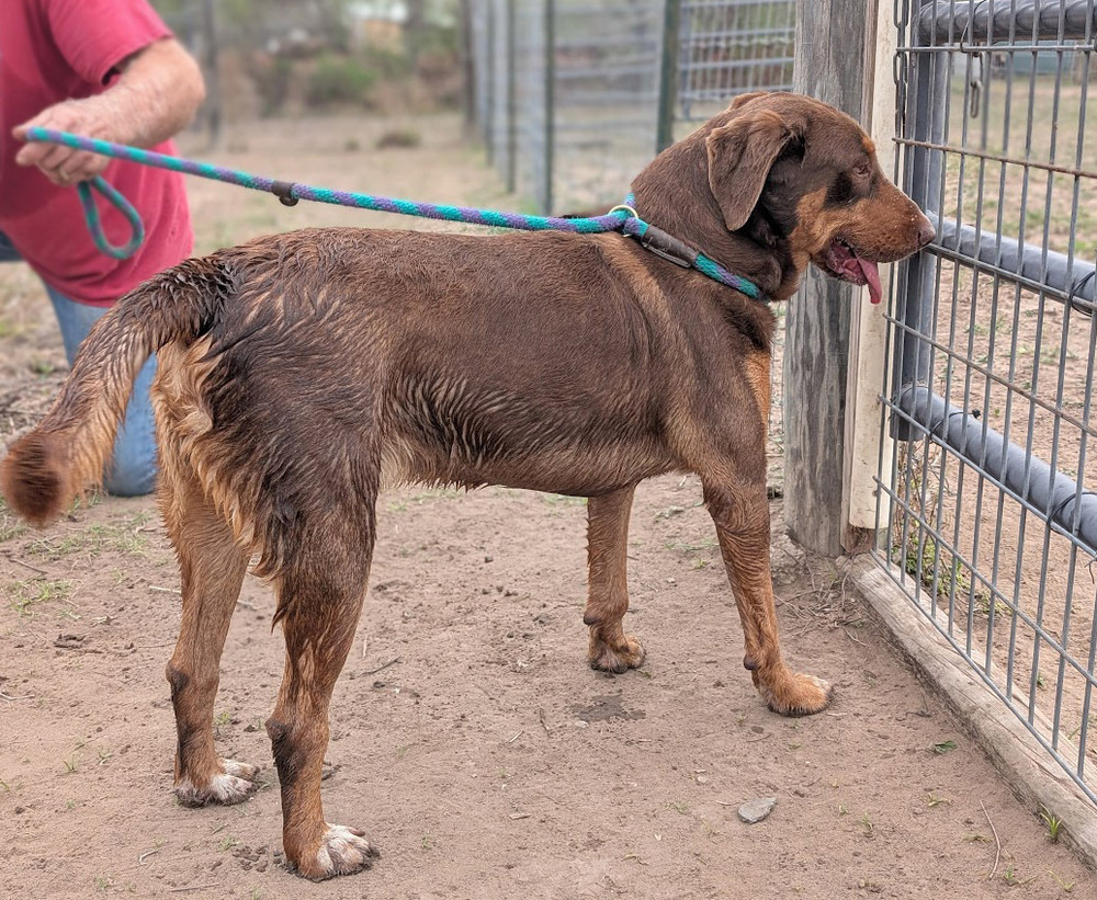 Spy, an adoptable Beagle, Labrador Retriever in Mission, TX, 78574 | Photo Image 2