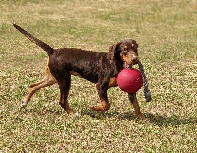 Spy, an adoptable Beagle, Labrador Retriever in Mission, TX, 78574 | Photo Image 3