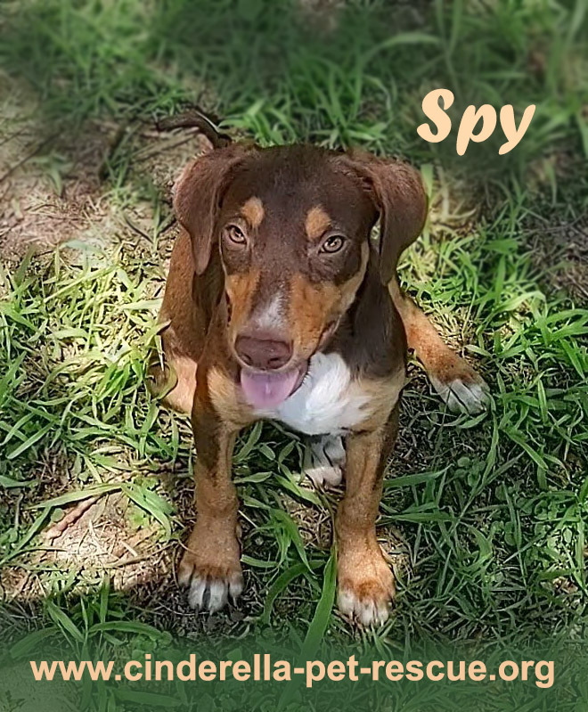 Spy, an adoptable Beagle, Labrador Retriever in Mission, TX, 78574 | Photo Image 3