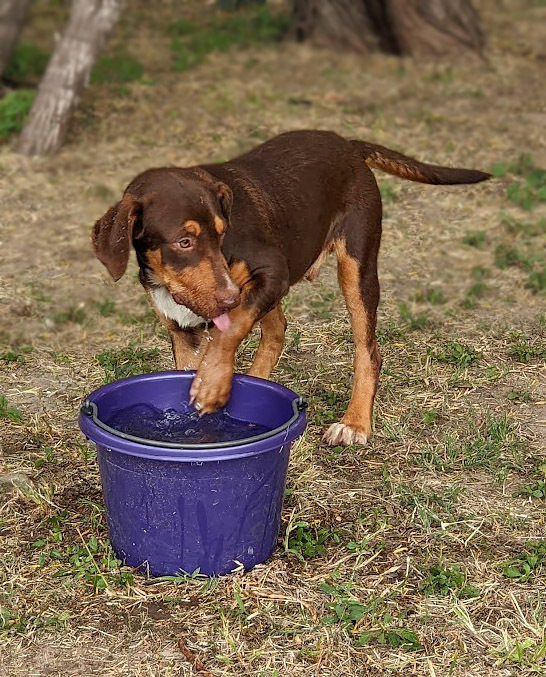 Spy, an adoptable Beagle, Labrador Retriever in Mission, TX, 78574 | Photo Image 4