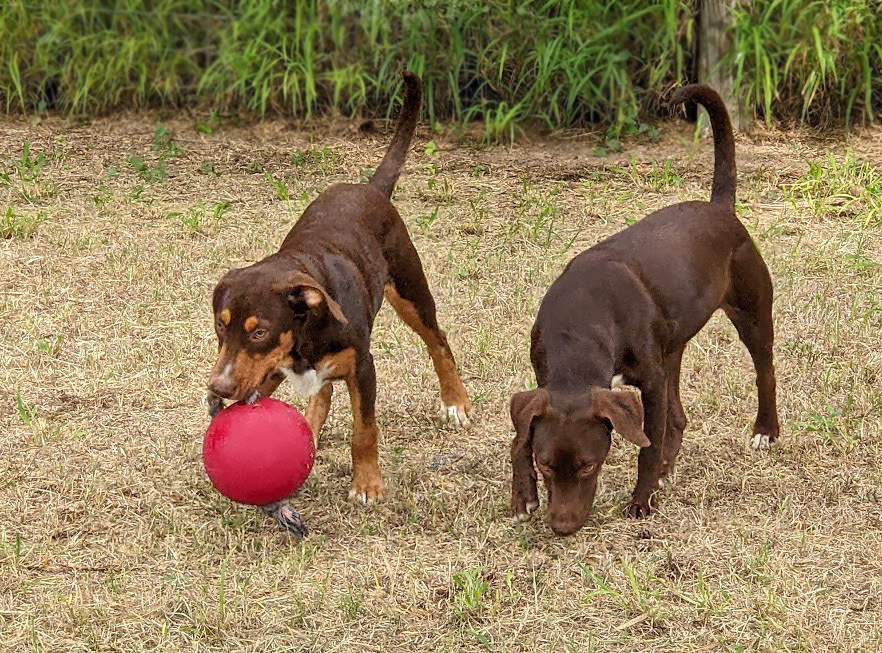 Spy, an adoptable Beagle, Labrador Retriever in Mission, TX, 78574 | Photo Image 4