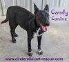 Candy Canine photo 1