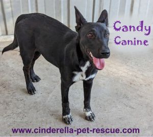 Candy Canine, Adult Female Border Collie