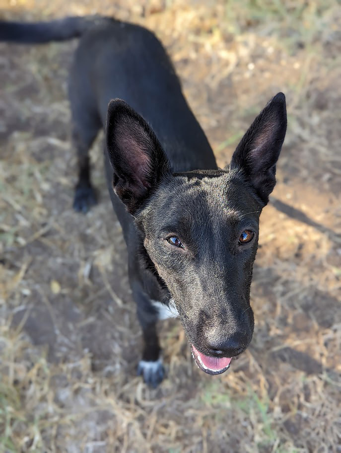 Candy Canine, an adoptable Border Collie, Australian Cattle Dog / Blue Heeler in Mission, TX, 78574 | Photo Image 3