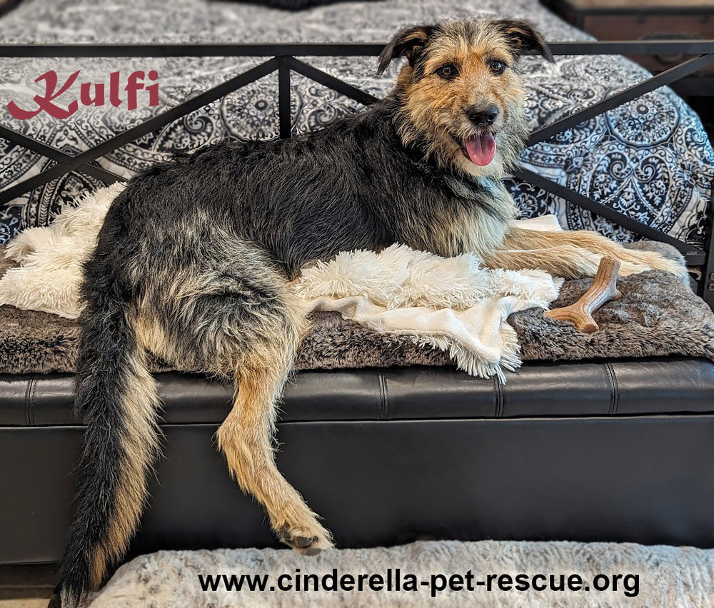 Kulfi, an adoptable Schnauzer, German Shepherd Dog in Mission, TX, 78574 | Photo Image 1