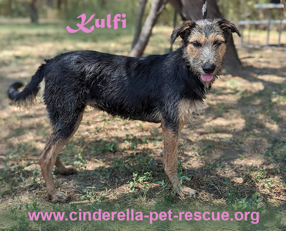 Kulfi, an adoptable Schnauzer, German Shepherd Dog in Mission, TX, 78574 | Photo Image 3