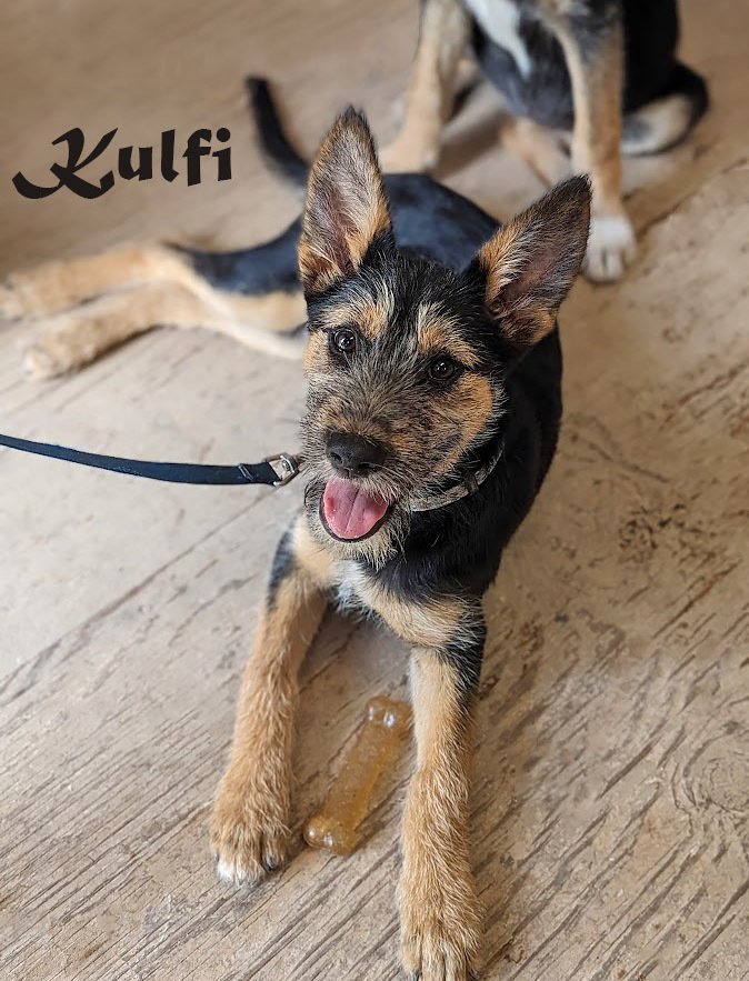 Kulfi, an adoptable Schnauzer, Terrier in Mission, TX, 78574 | Photo Image 4
