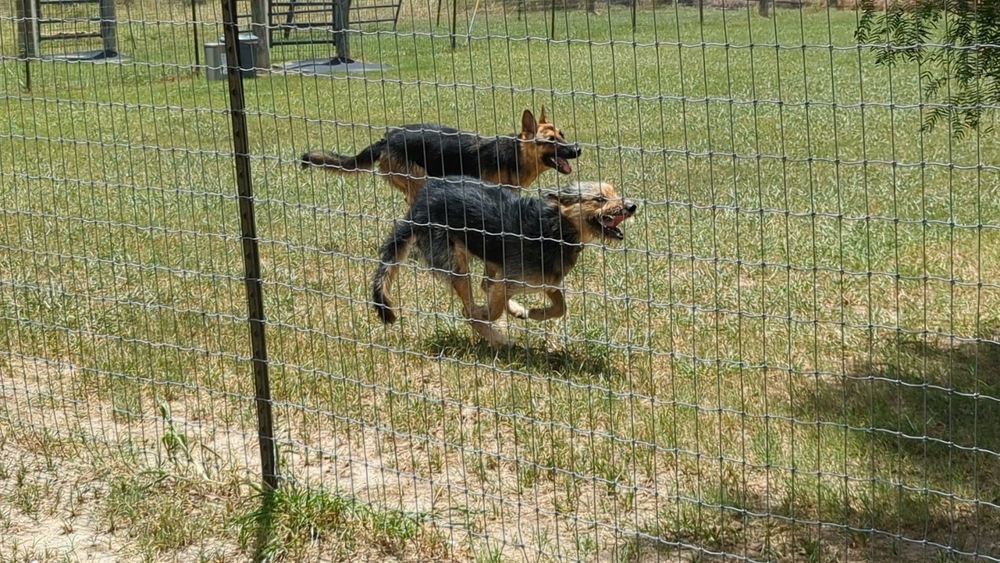 Kulfi, an adoptable Schnauzer, German Shepherd Dog in Mission, TX, 78574 | Photo Image 5