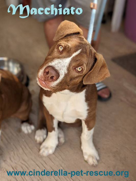 Macchiato, an adoptable American Staffordshire Terrier in Mission, TX, 78574 | Photo Image 1