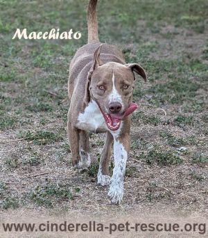 Macchiato, Young Male American Staffordshire Terrier