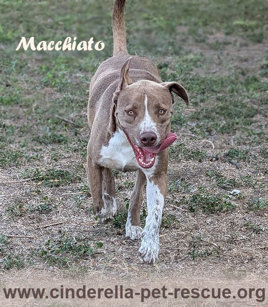 Macchiato, an adoptable American Staffordshire Terrier, Labrador Retriever in Mission, TX, 78574 | Photo Image 1