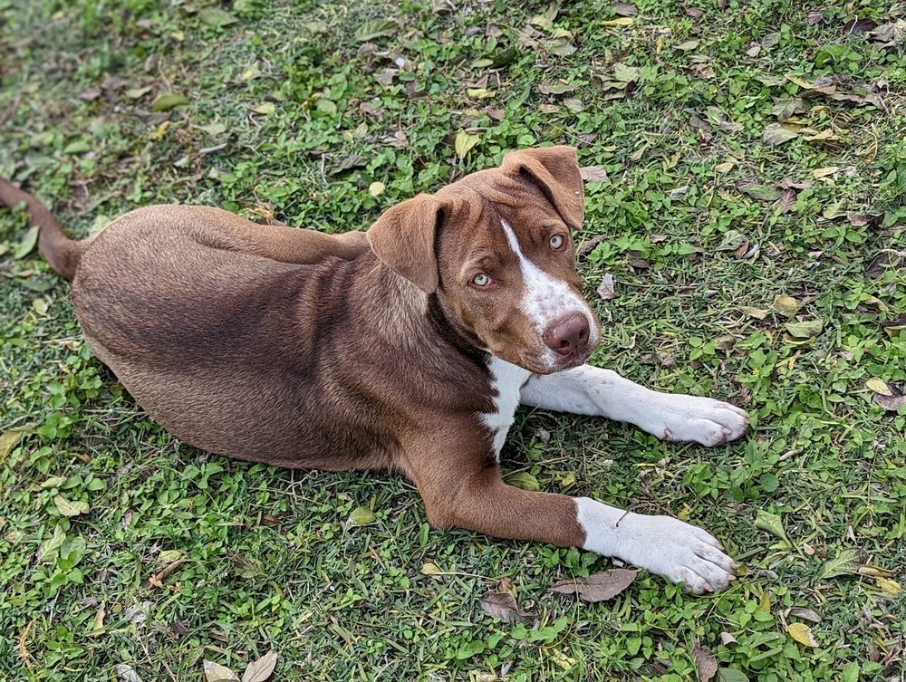 Macchiato, an adoptable American Staffordshire Terrier in Mission, TX, 78574 | Photo Image 2