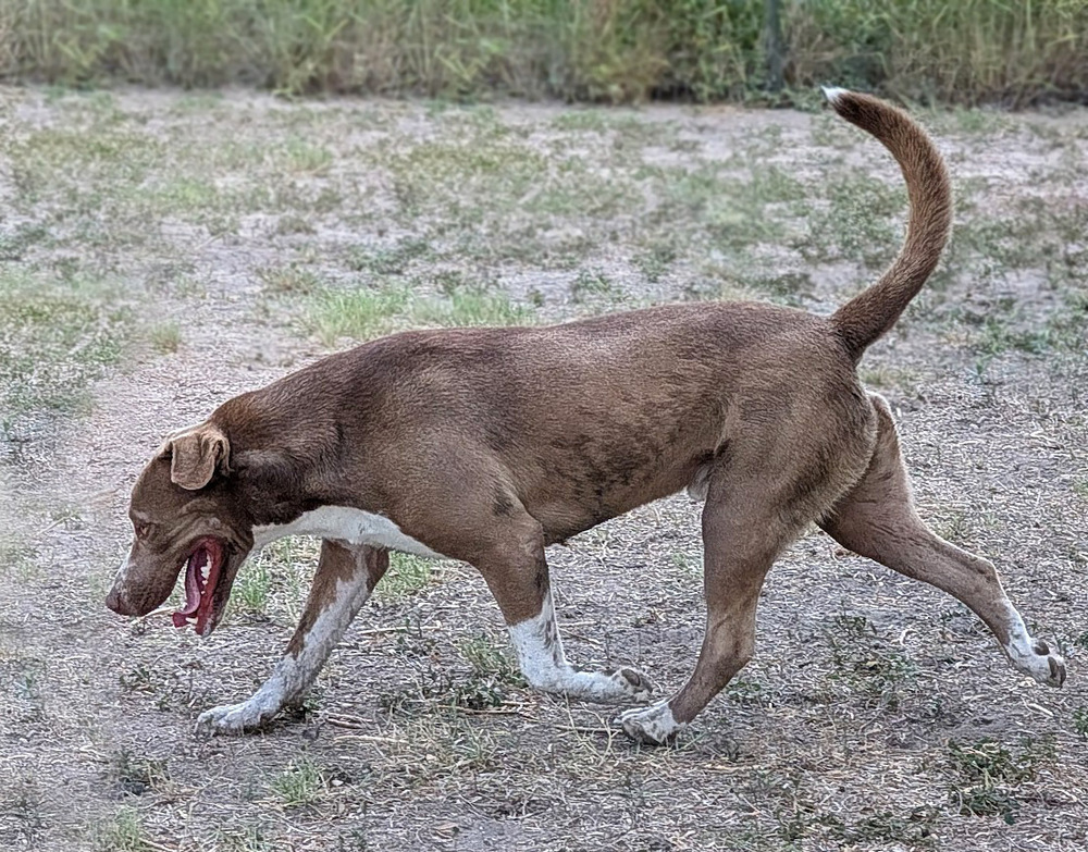 Macchiato, an adoptable American Staffordshire Terrier, Labrador Retriever in Mission, TX, 78574 | Photo Image 2