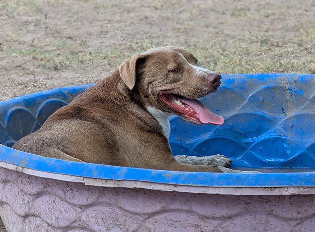 Macchiato, an adoptable American Staffordshire Terrier, Labrador Retriever in Mission, TX, 78574 | Photo Image 3