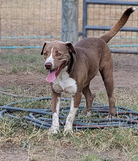 Macchiato, an adoptable American Staffordshire Terrier, Labrador Retriever in Mission, TX, 78574 | Photo Image 4