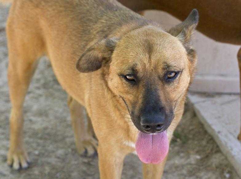 Mickey / Michael Angelo, an adoptable Shepherd, German Shepherd Dog in Mission, TX, 78574 | Photo Image 1
