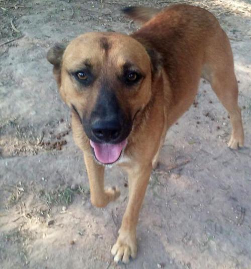 Mickey / Michael Angelo, an adoptable Shepherd, German Shepherd Dog in Mission, TX, 78574 | Photo Image 2