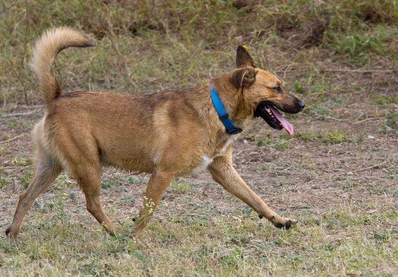 Mickey / Michael Angelo, an adoptable Shepherd, German Shepherd Dog in Mission, TX, 78574 | Photo Image 3