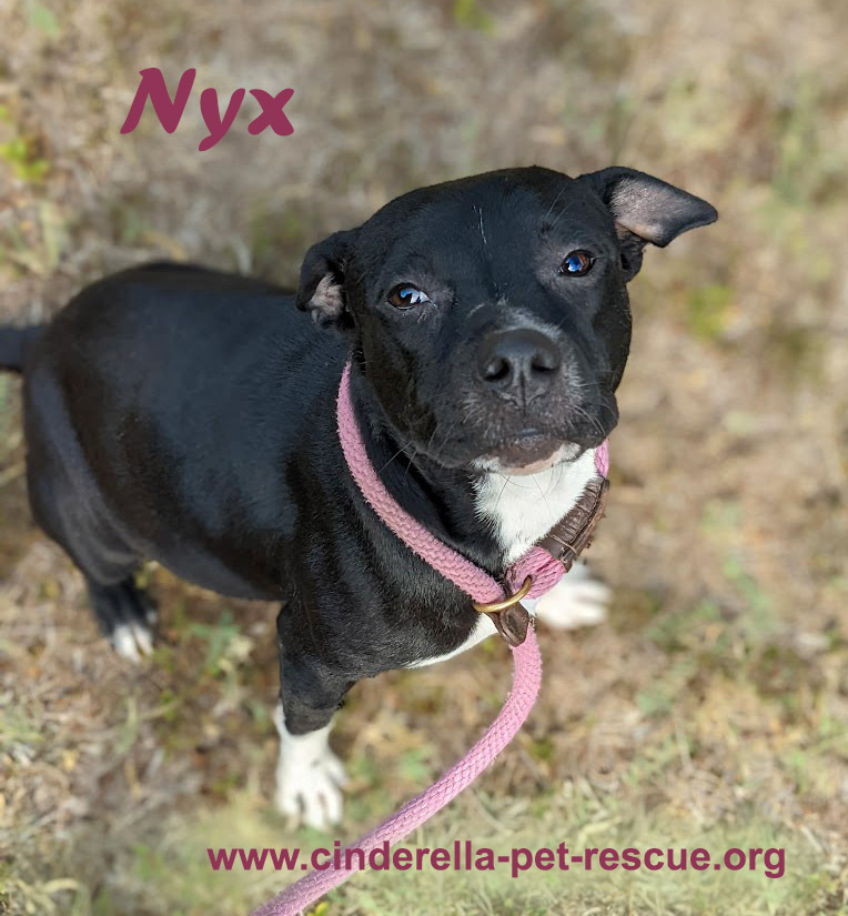 Nyx, an adoptable American Staffordshire Terrier, Pit Bull Terrier in Mission, TX, 78574 | Photo Image 1