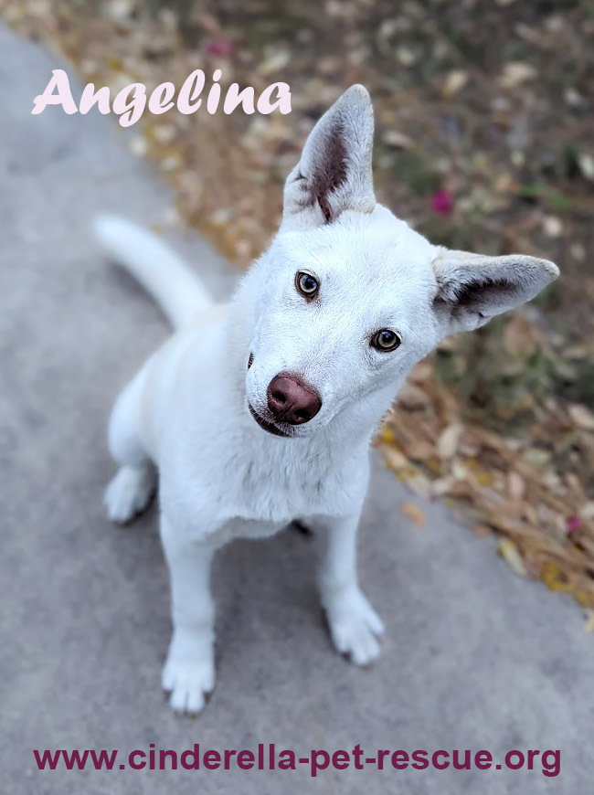 Angelina Jolly, an adoptable Shepherd in Mission, TX, 78574 | Photo Image 1