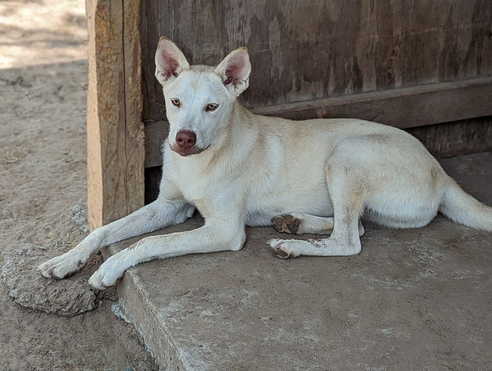 Angelina Jolly, an adoptable Shepherd in Mission, TX, 78574 | Photo Image 2