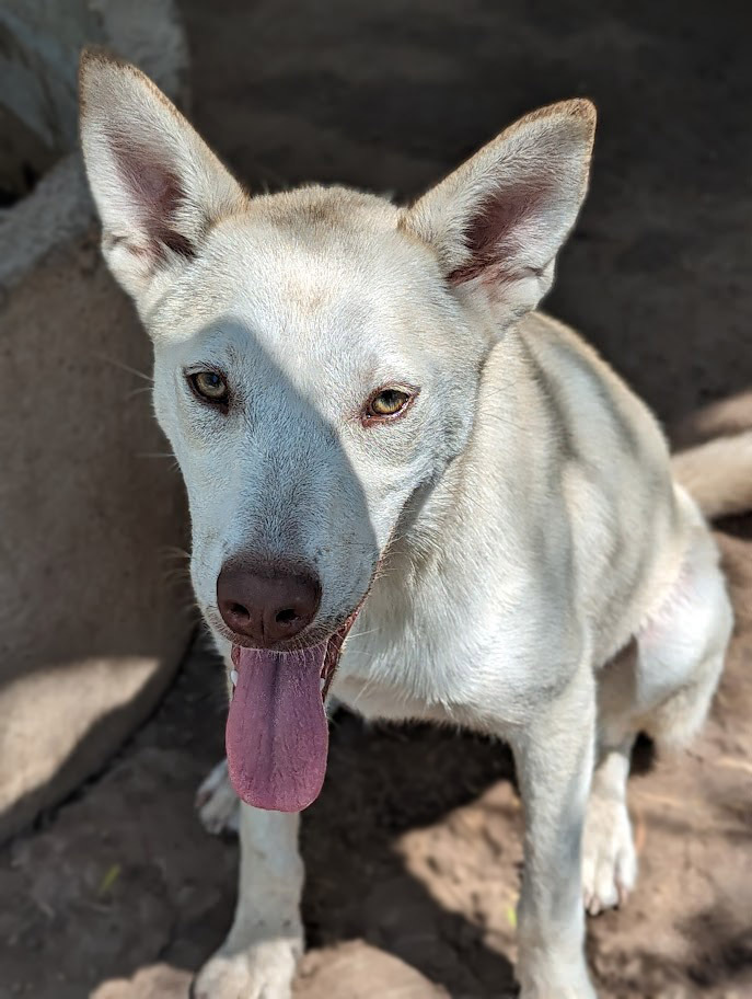 Angelina Jolly, an adoptable Shepherd in Mission, TX, 78574 | Photo Image 3