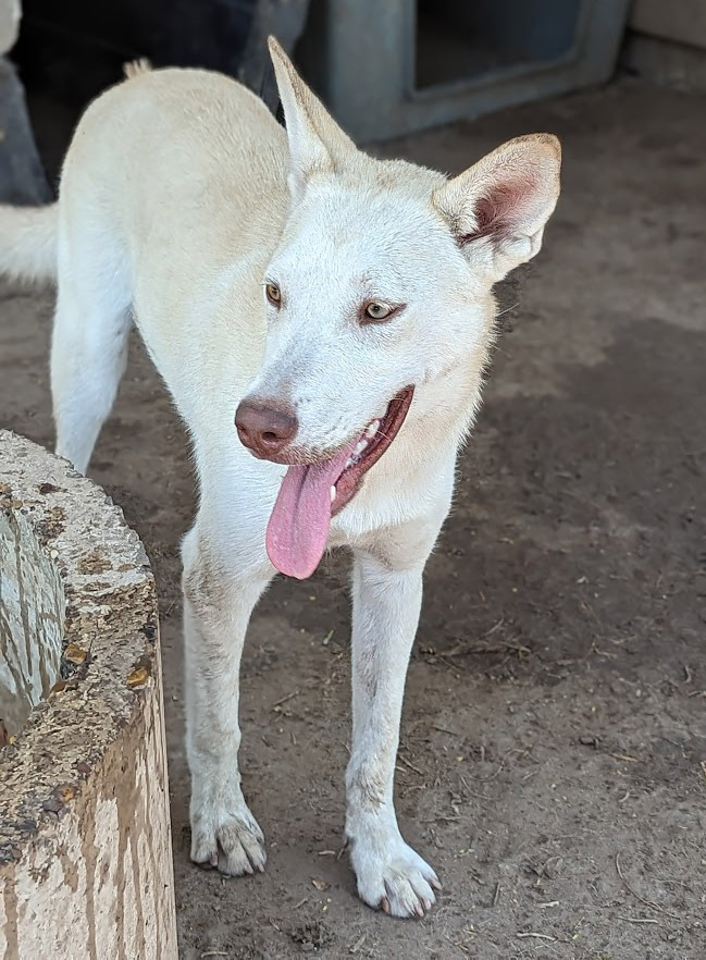 Angelina Jolly, an adoptable Shepherd in Mission, TX, 78574 | Photo Image 4