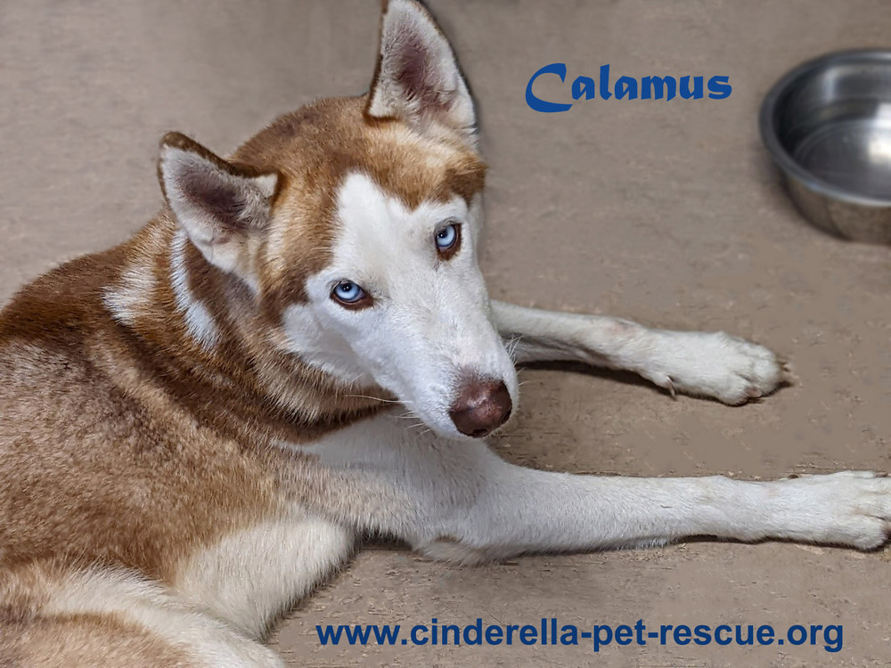 Calamus, an adoptable Siberian Husky in Mission, TX, 78574 | Photo Image 1