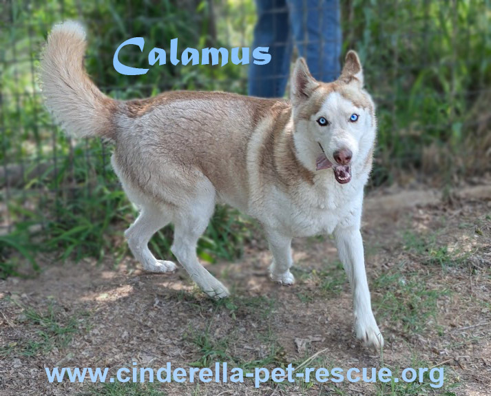 Calamus, an adoptable Siberian Husky in Mission, TX, 78574 | Photo Image 1