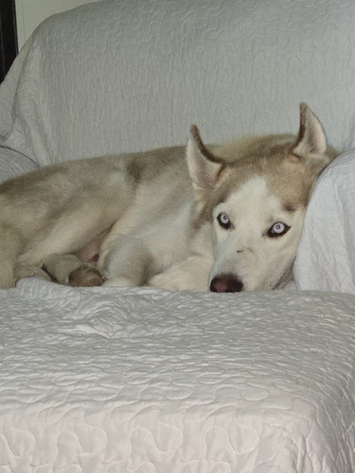 Calamus, an adoptable Siberian Husky in Mission, TX, 78574 | Photo Image 2