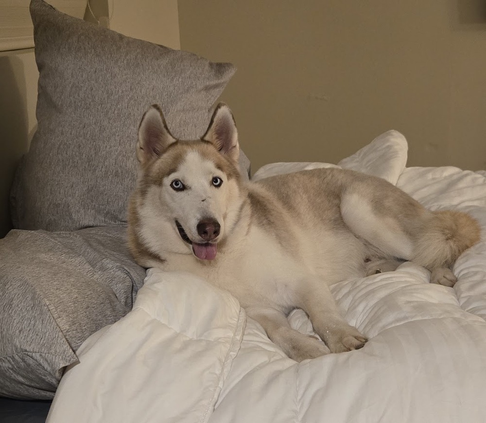 Calamus, an adoptable Siberian Husky in Mission, TX, 78574 | Photo Image 3