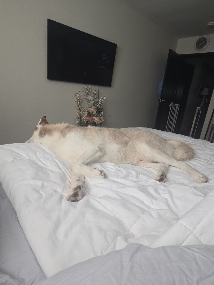 Calamus, an adoptable Siberian Husky in Mission, TX, 78574 | Photo Image 4