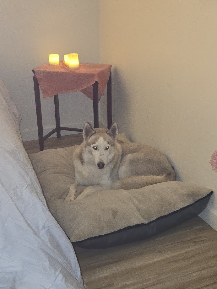 Calamus, an adoptable Siberian Husky in Mission, TX, 78574 | Photo Image 5