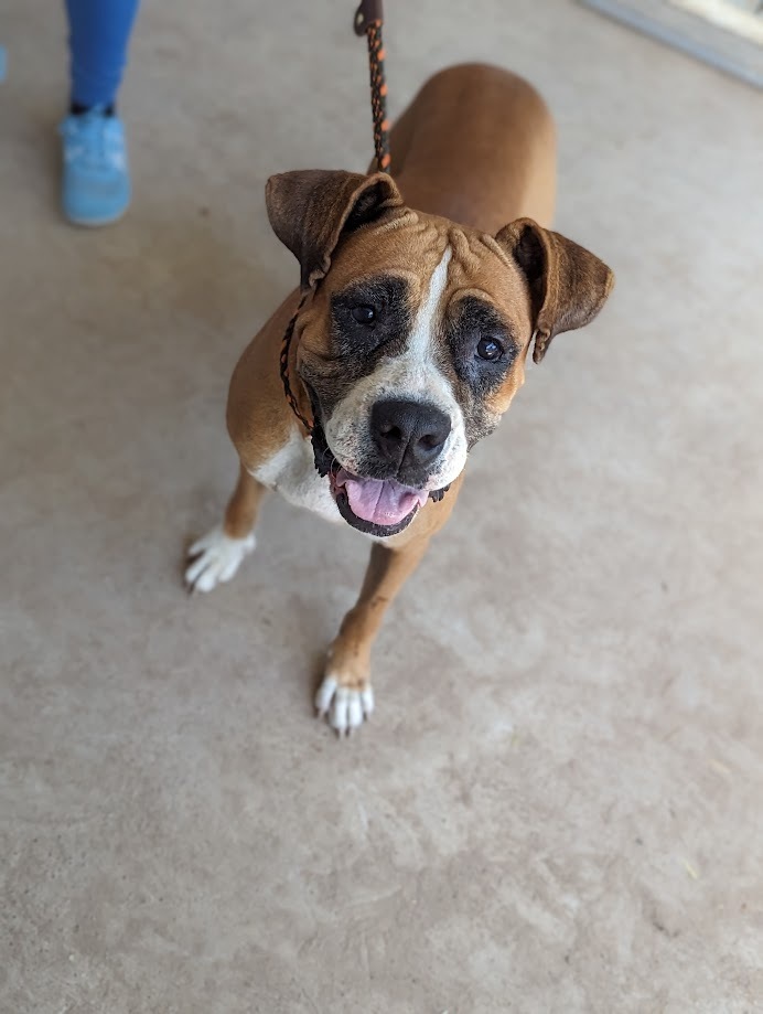 Pamba, an adoptable Boxer in Mission, TX, 78574 | Photo Image 1