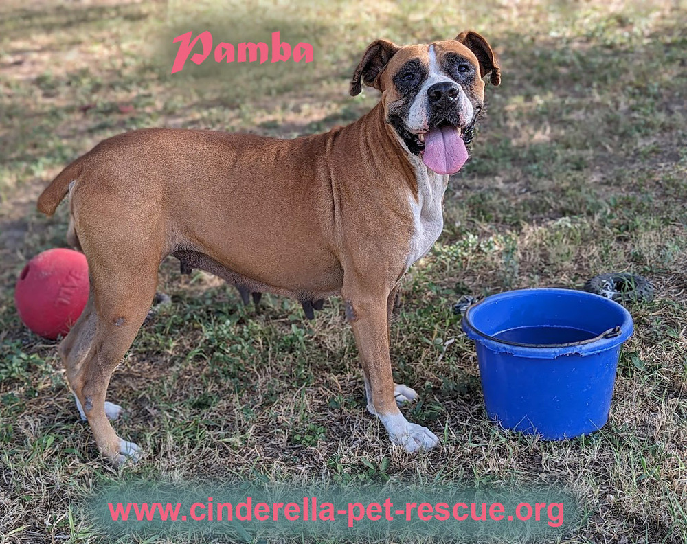 Pamba, an adoptable Boxer in Mission, TX, 78574 | Photo Image 2