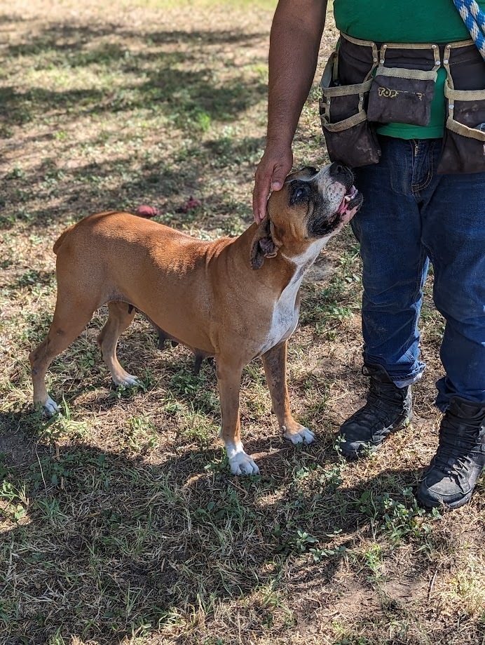 Pamba, an adoptable Boxer in Mission, TX, 78574 | Photo Image 3