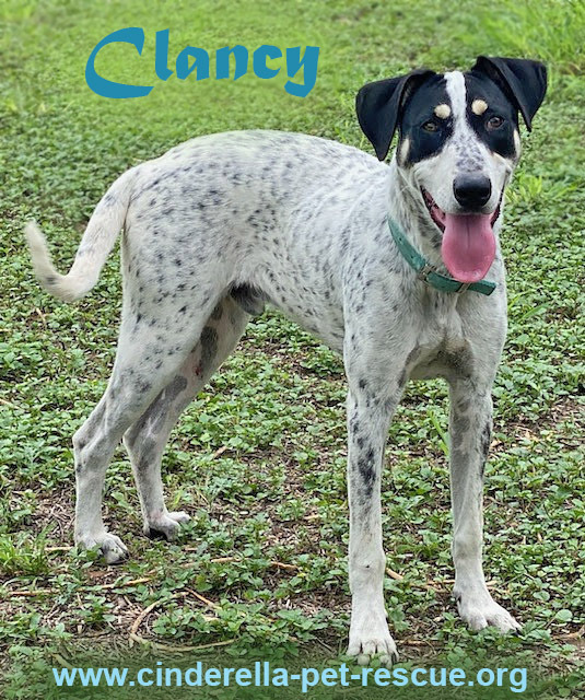 Clancy, an adoptable Pointer in Mission, TX, 78574 | Photo Image 1