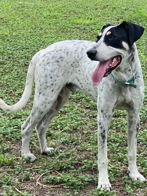 Clancy, an adoptable Pointer in Mission, TX, 78574 | Photo Image 2