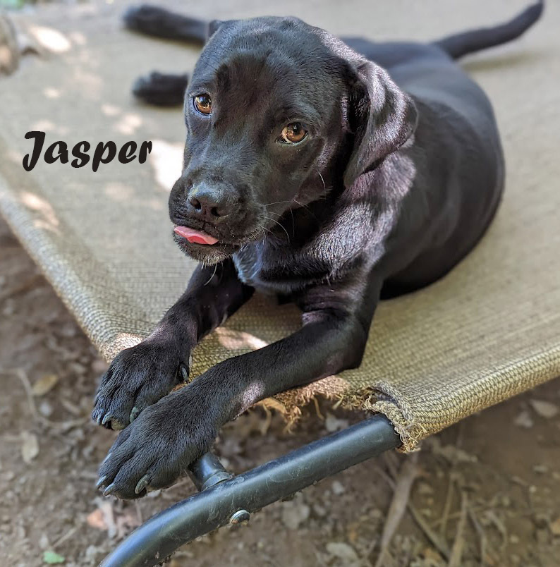Jasper D