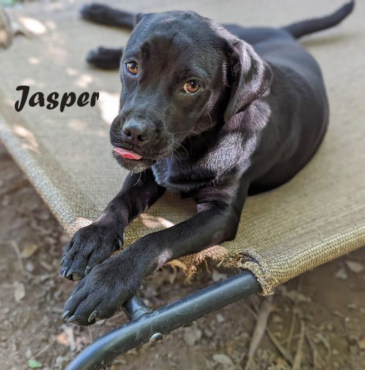 Jasper D 1